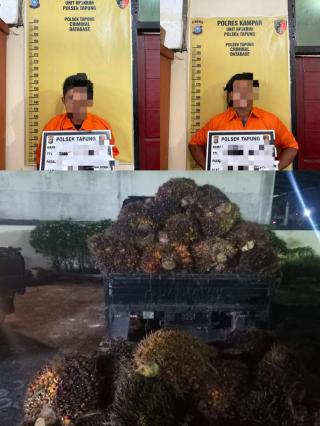 Polsek Tapung Amankan Dua Pelaku Pecuri Tandan Buah Kelapa Sawit di PT Egasuti